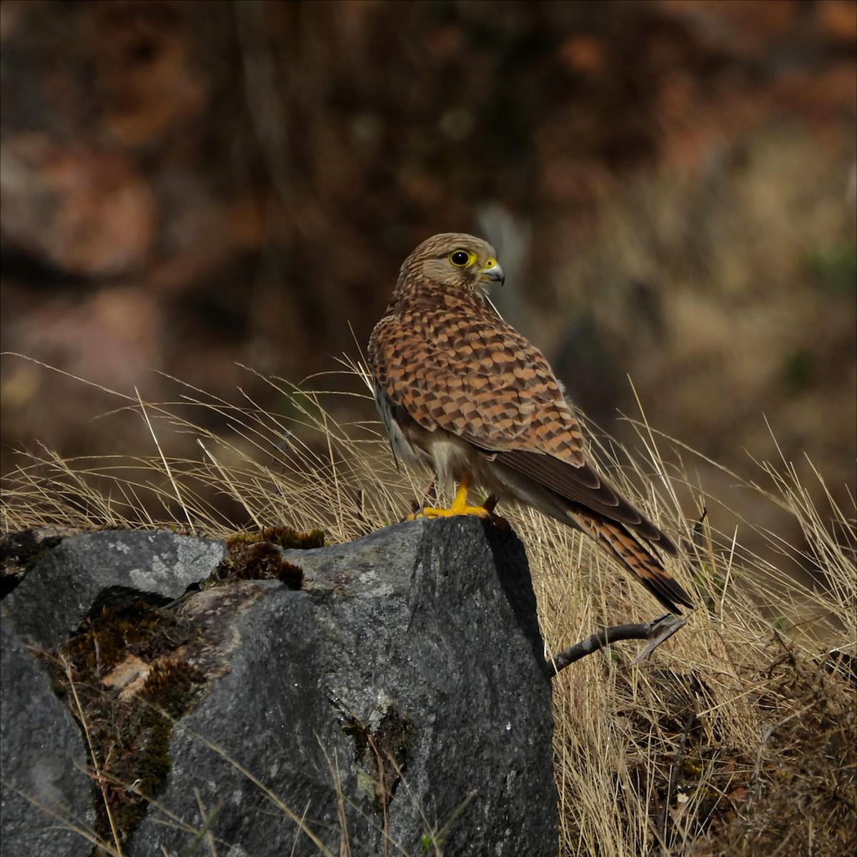 Eurasian Kestrel - ML647168450