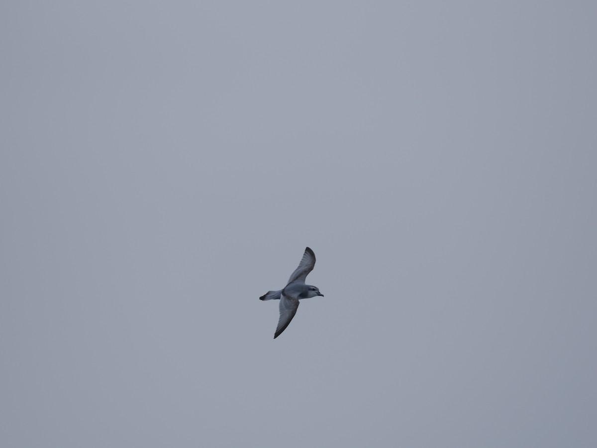 Antarctic Prion - ML647168451