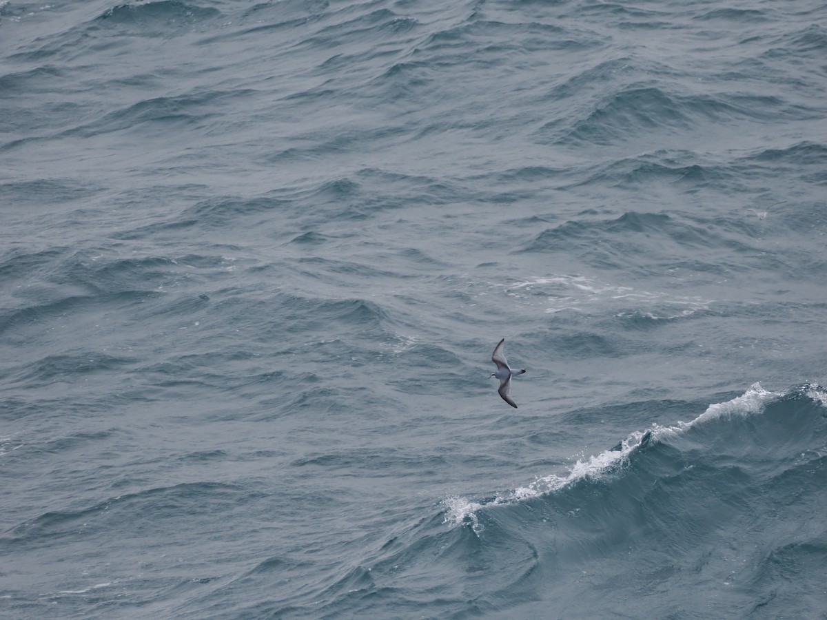 Antarctic Prion - ML647168452