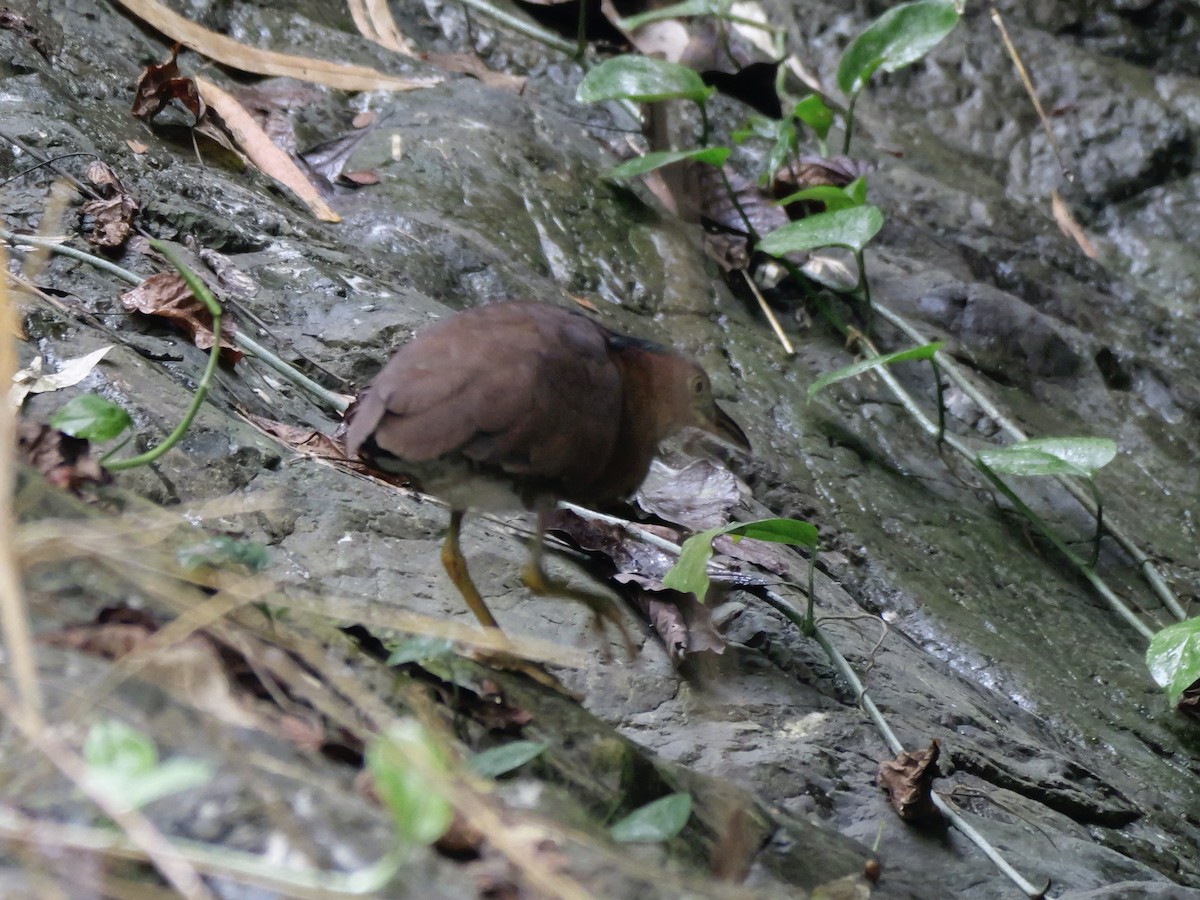 Nankeen Night Heron - ML647168454