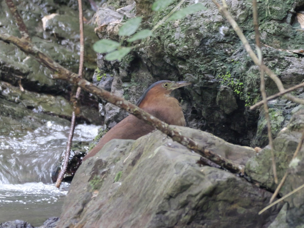 Nankeen Night Heron - ML647168455