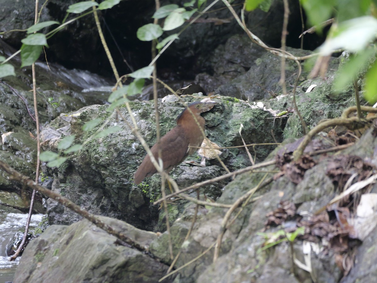 Nankeen Night Heron - ML647168456