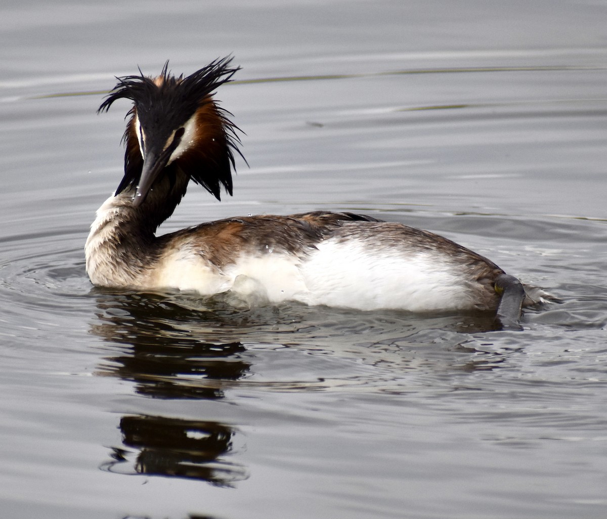 Great Crested Grebe - ML647168459