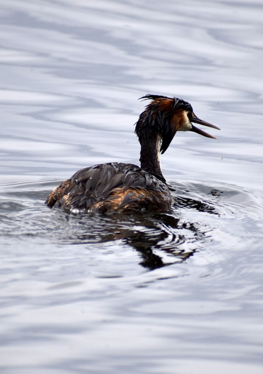 Great Crested Grebe - ML647168460