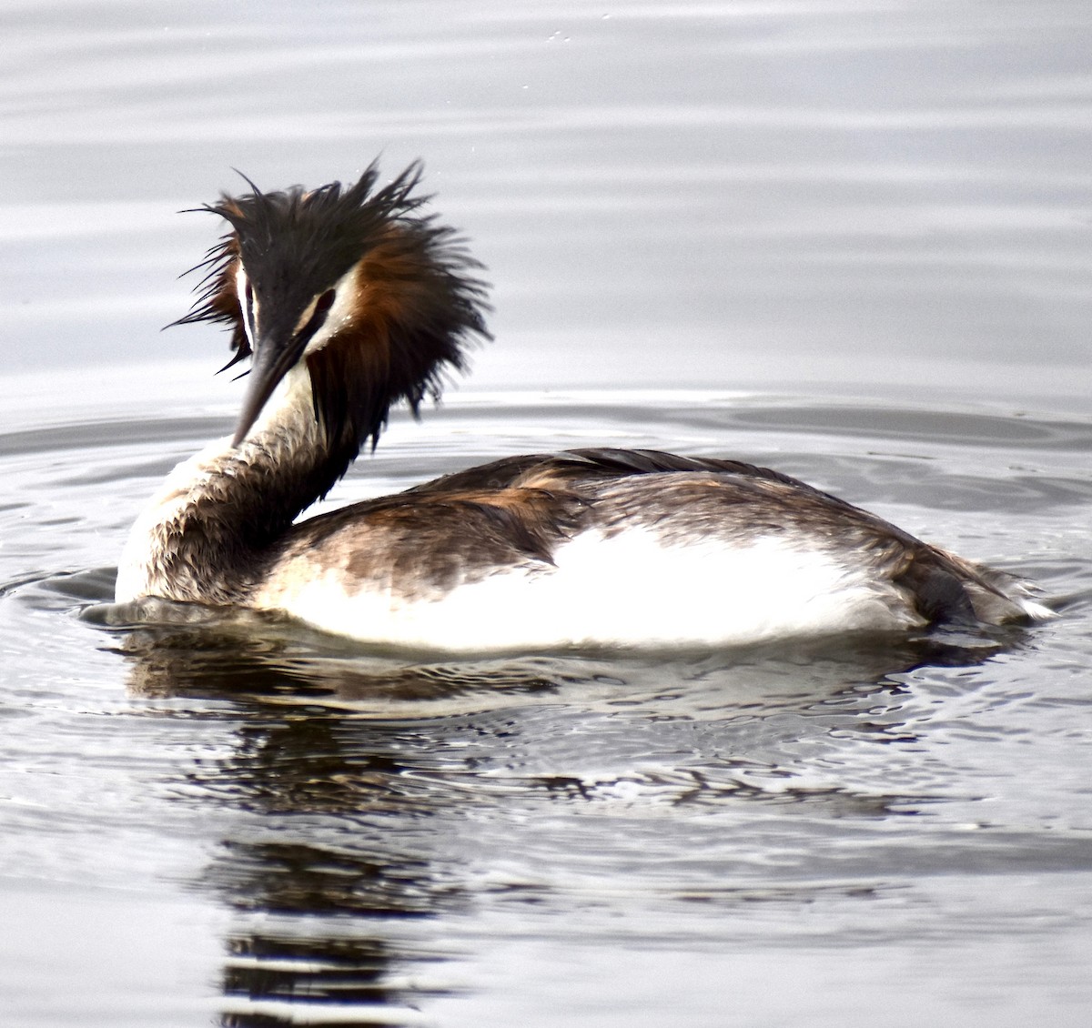 Great Crested Grebe - ML647168461