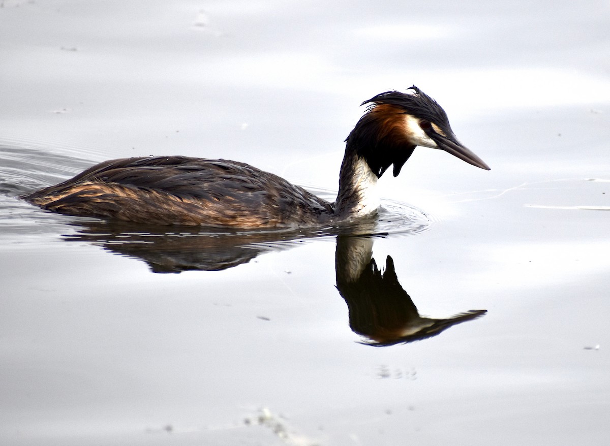 Great Crested Grebe - ML647168462
