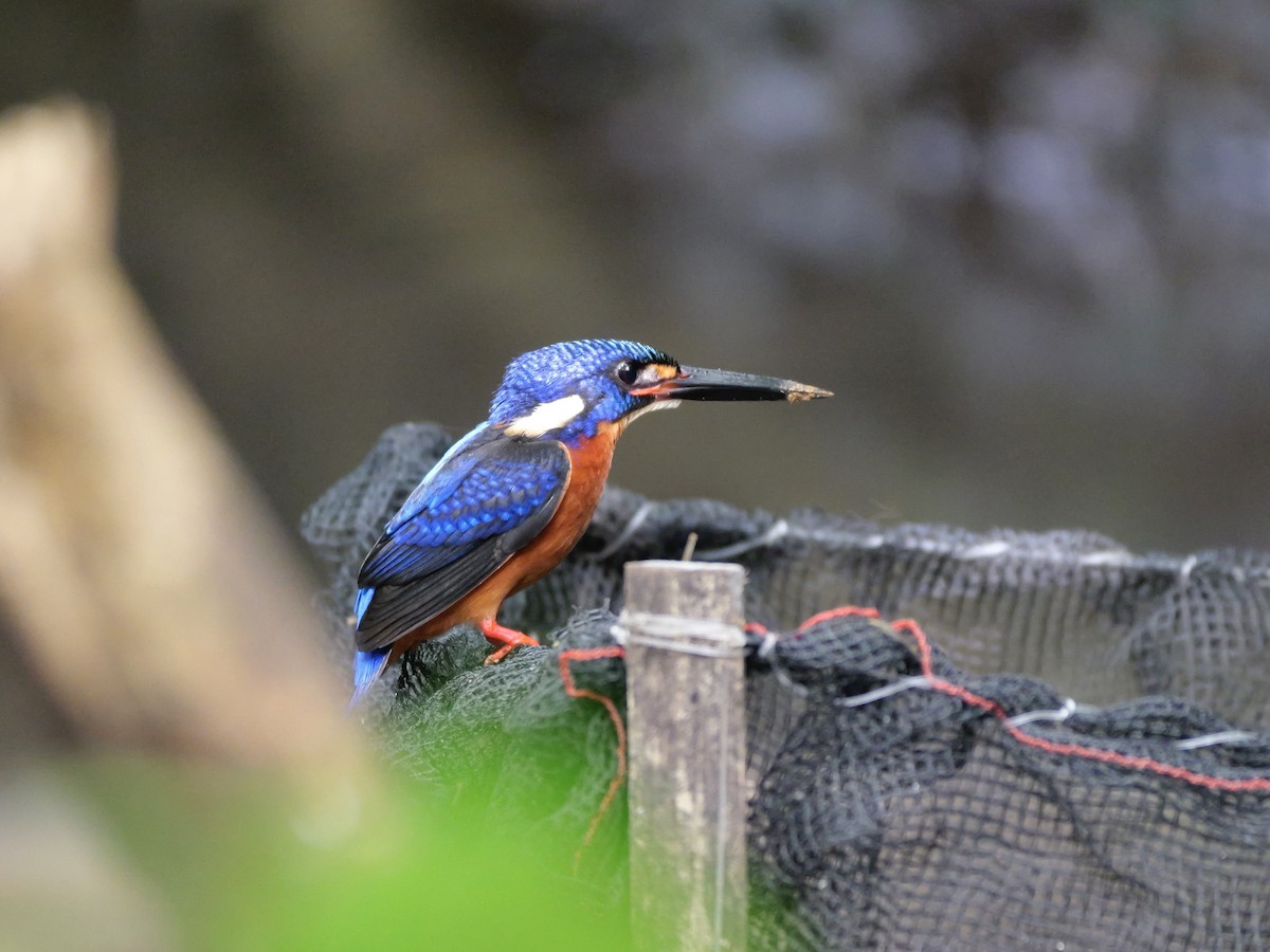 Blue-eared Kingfisher - ML647168463