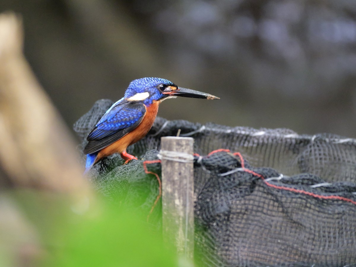 Blue-eared Kingfisher - ML647168464