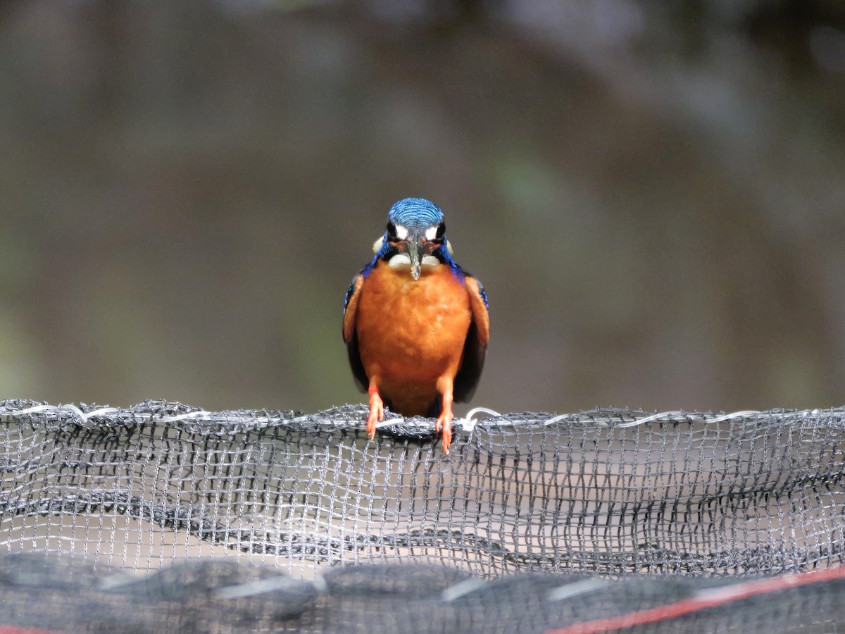Blue-eared Kingfisher - ML647168465