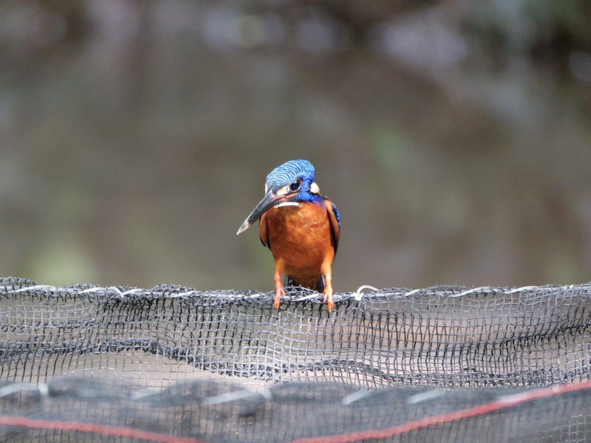 Blue-eared Kingfisher - ML647168466
