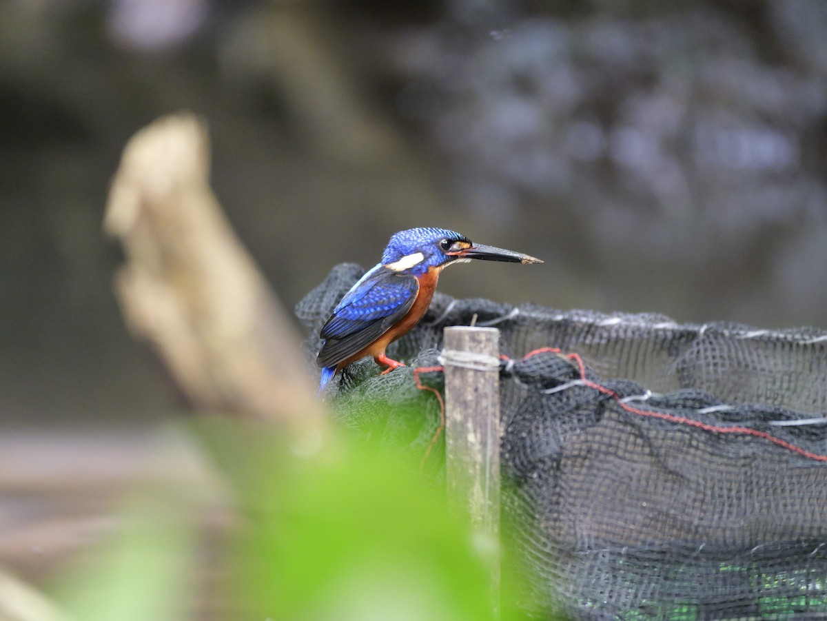 Blue-eared Kingfisher - ML647168467
