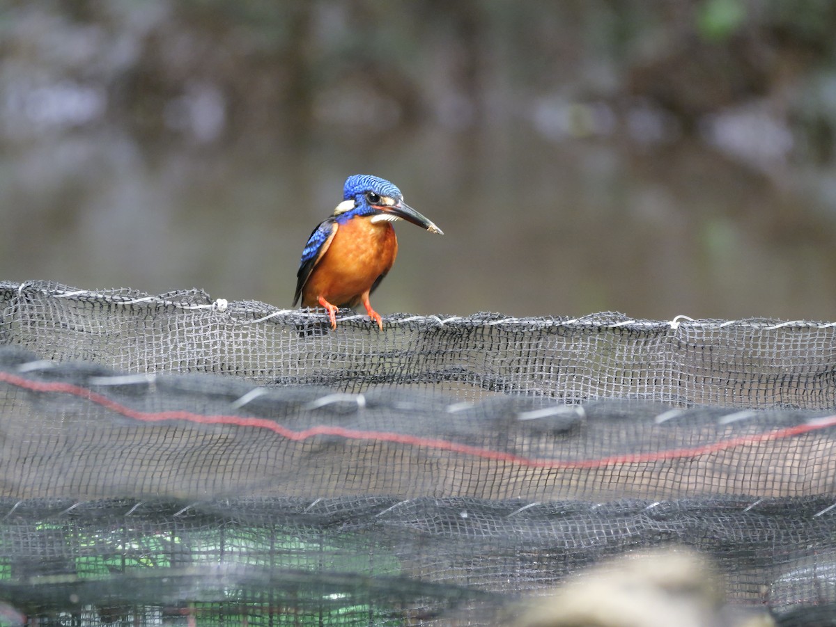 Blue-eared Kingfisher - ML647168468