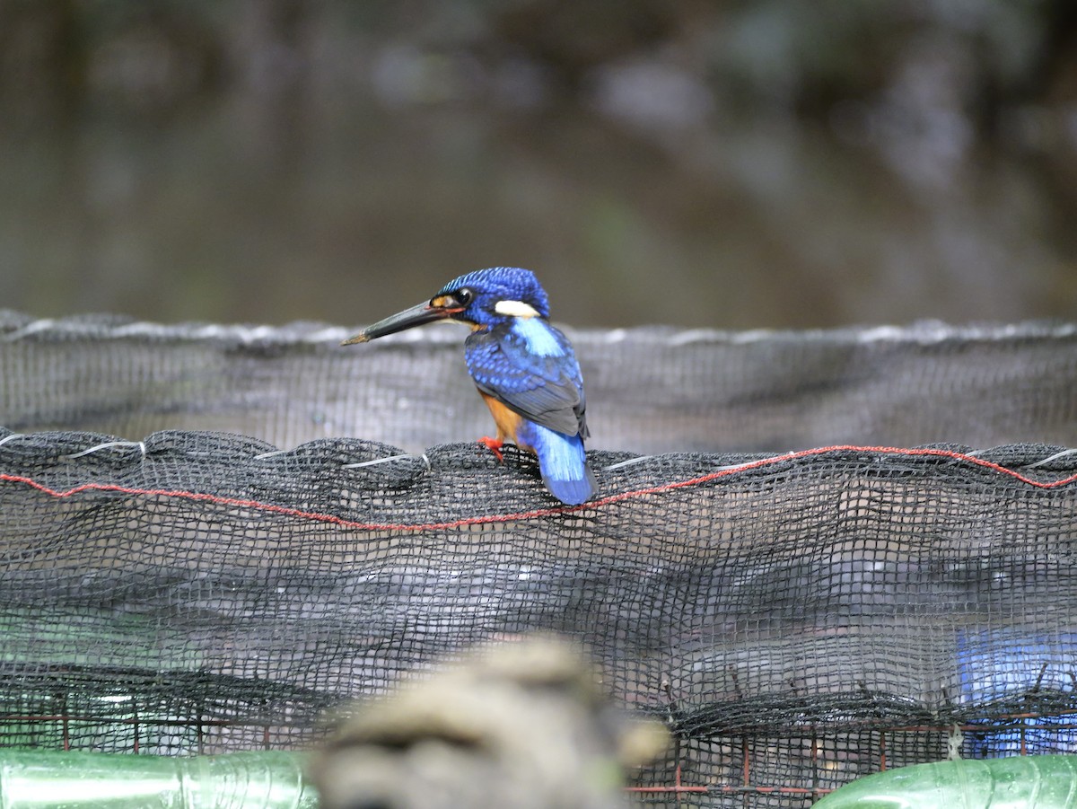Blue-eared Kingfisher - ML647168469