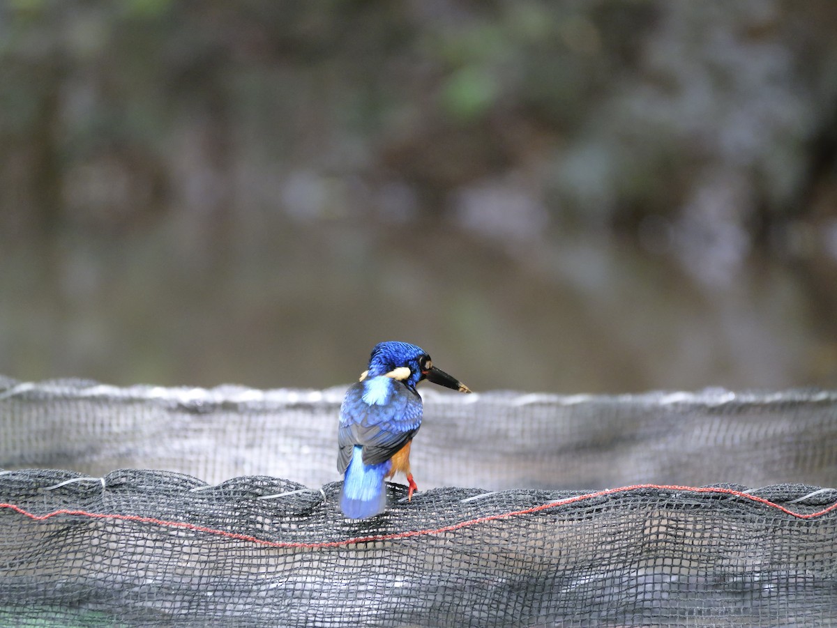 Blue-eared Kingfisher - ML647168470