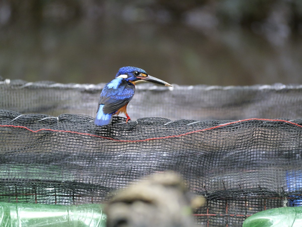 Blue-eared Kingfisher - ML647168471