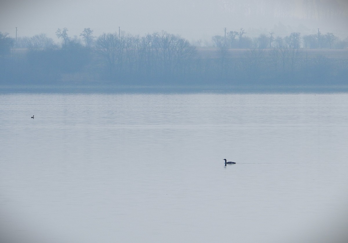 Red-throated Loon - ML647168473