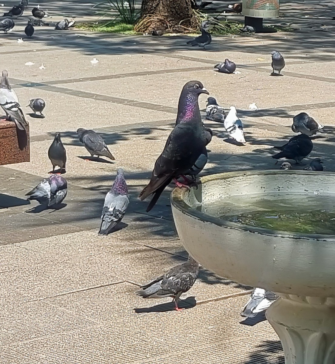Rock Pigeon (Feral Pigeon) - ML647168476