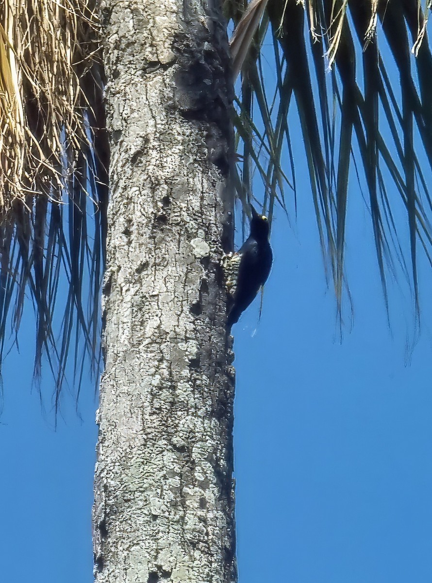 Yellow-tufted Woodpecker - ML647168479