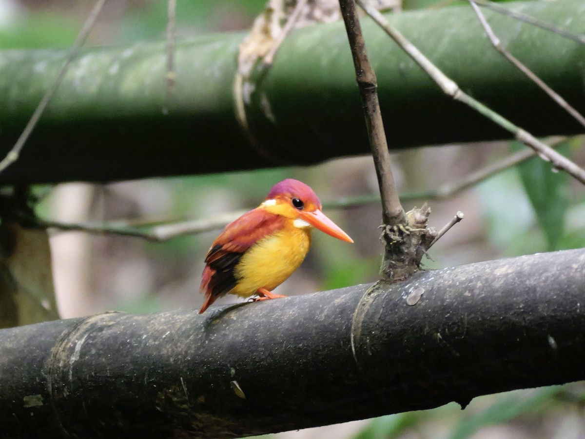 Rufous-backed Dwarf-Kingfisher - ML647168480