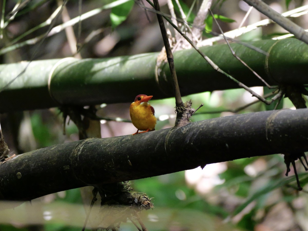 Rufous-backed Dwarf-Kingfisher - ML647168481