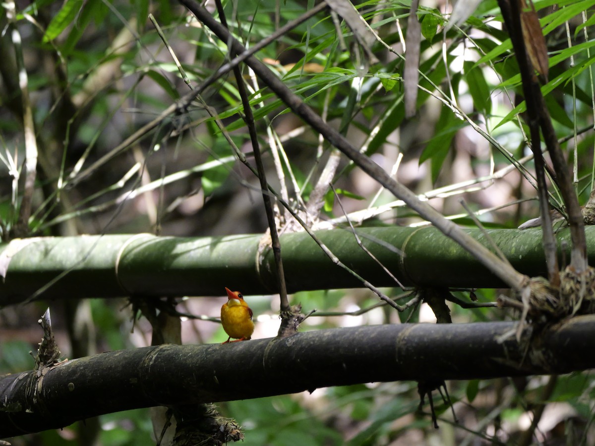 Rufous-backed Dwarf-Kingfisher - ML647168482