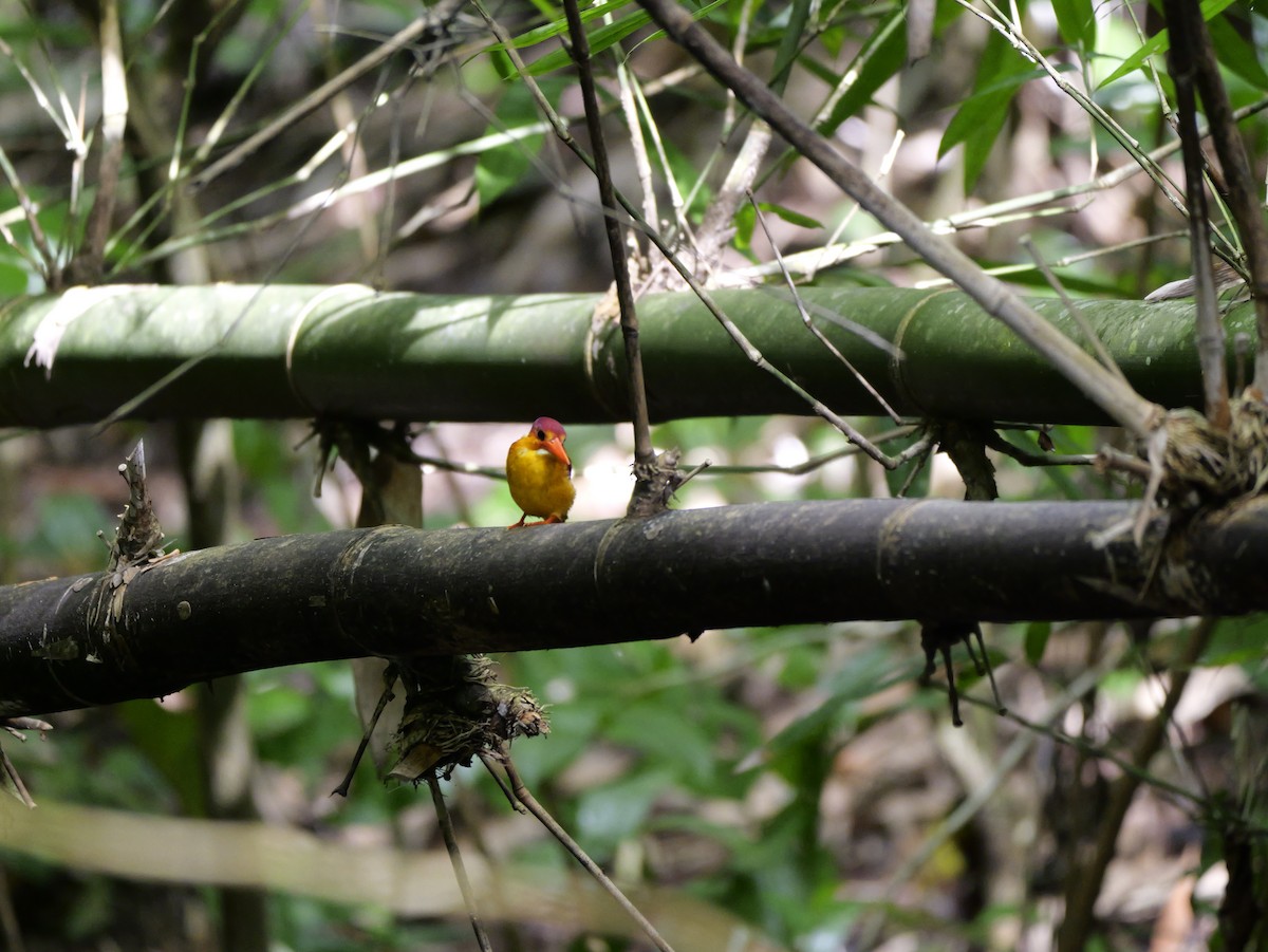 Rufous-backed Dwarf-Kingfisher - ML647168483