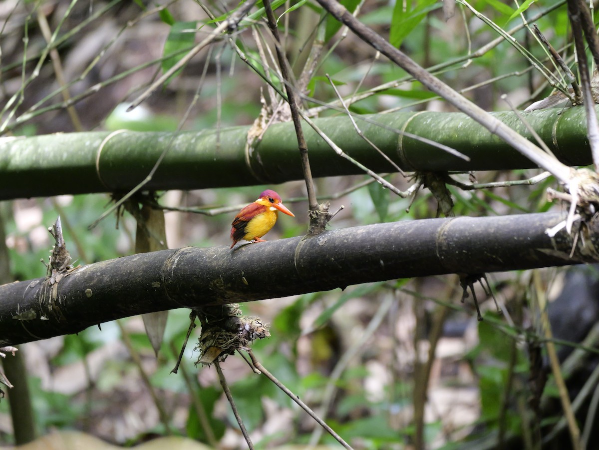 Rufous-backed Dwarf-Kingfisher - ML647168484