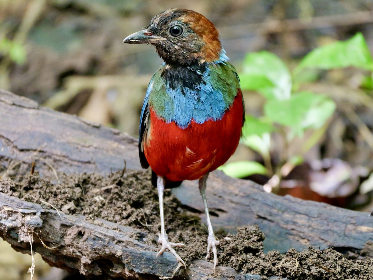 Philippine Pitta - ML647168487