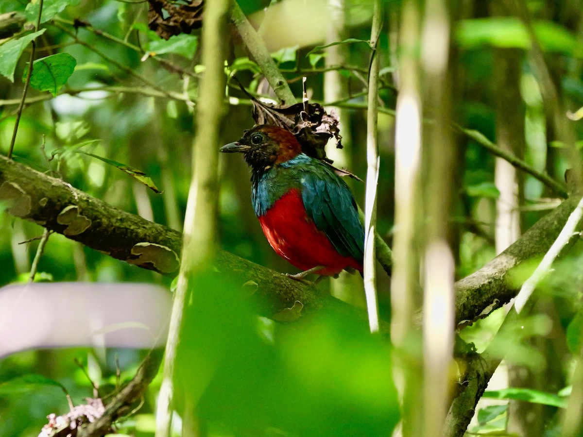 Philippine Pitta - ML647168489