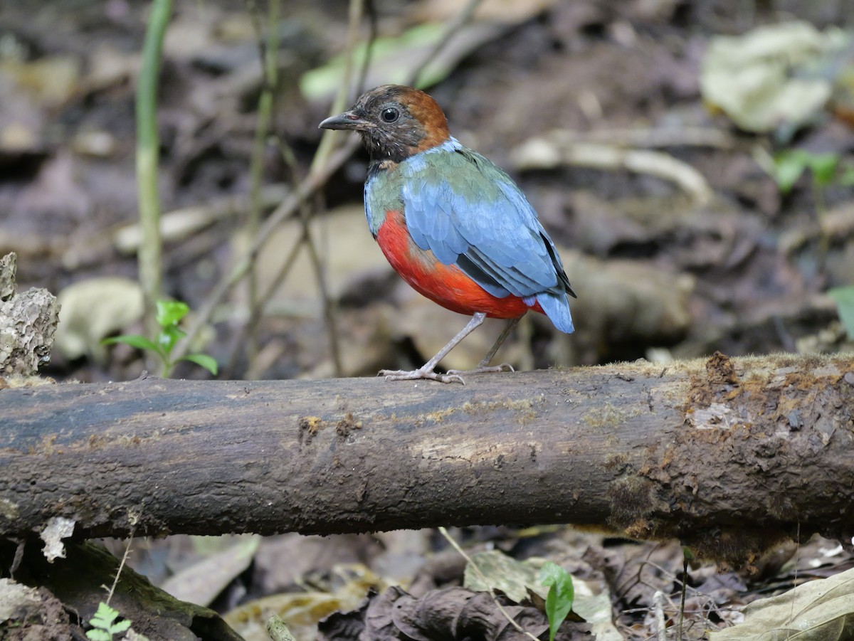 Philippine Pitta - ML647168497