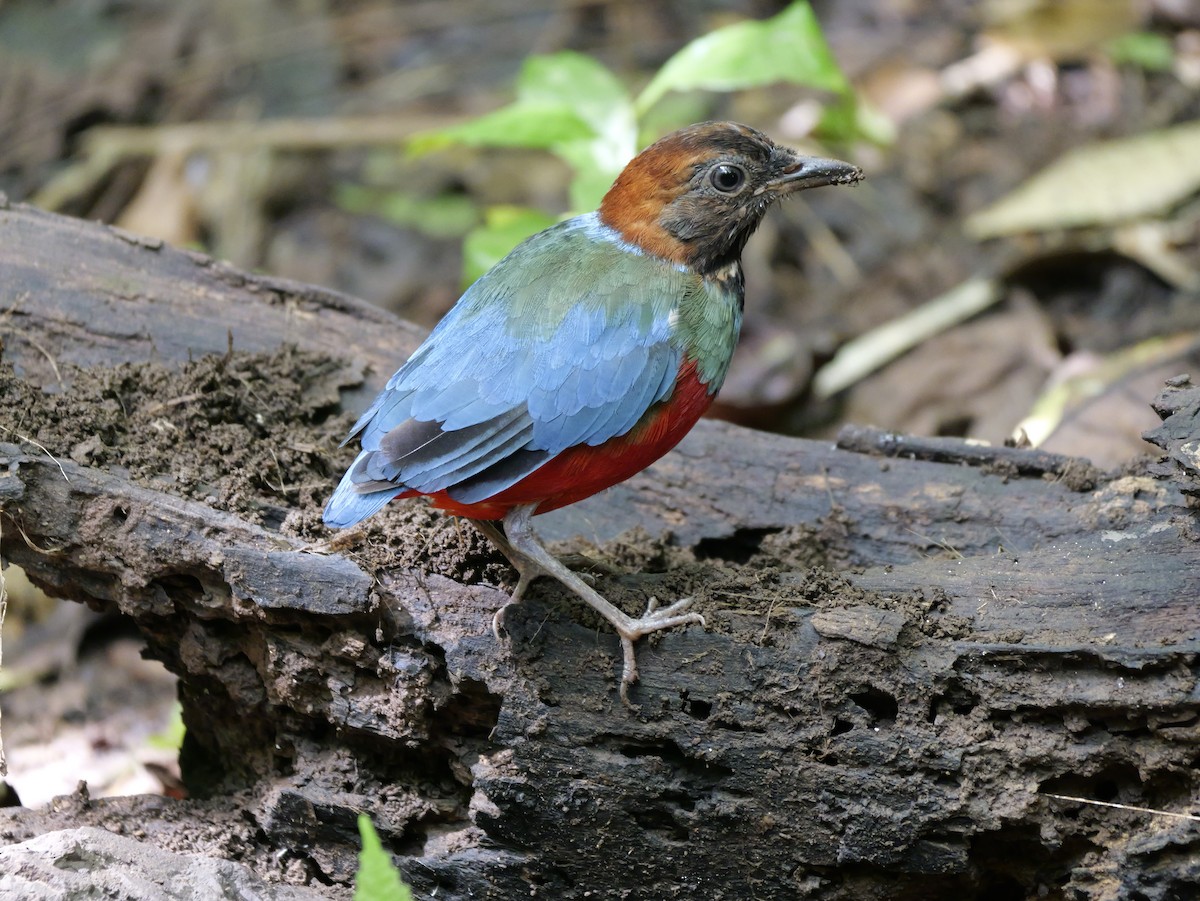 Philippine Pitta - ML647168498