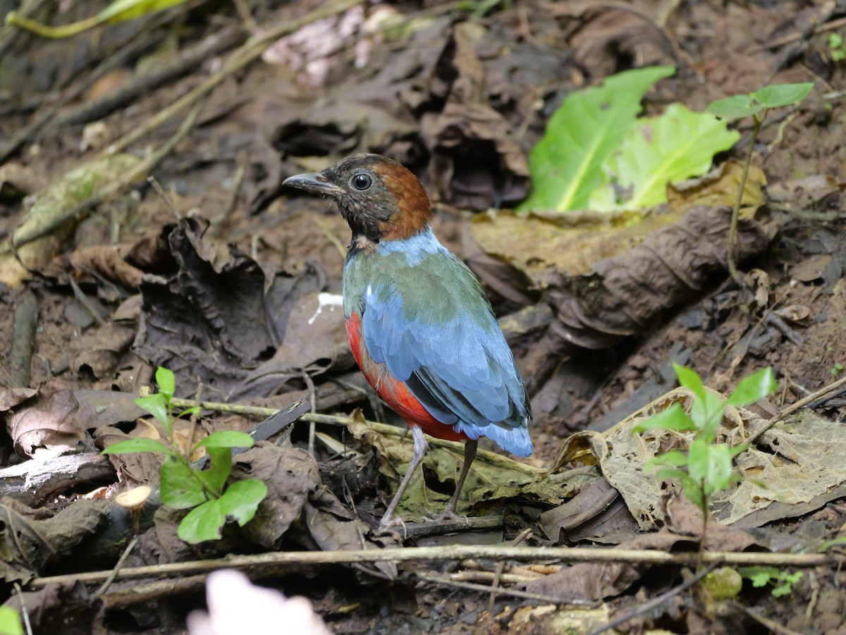 Philippine Pitta - ML647168501