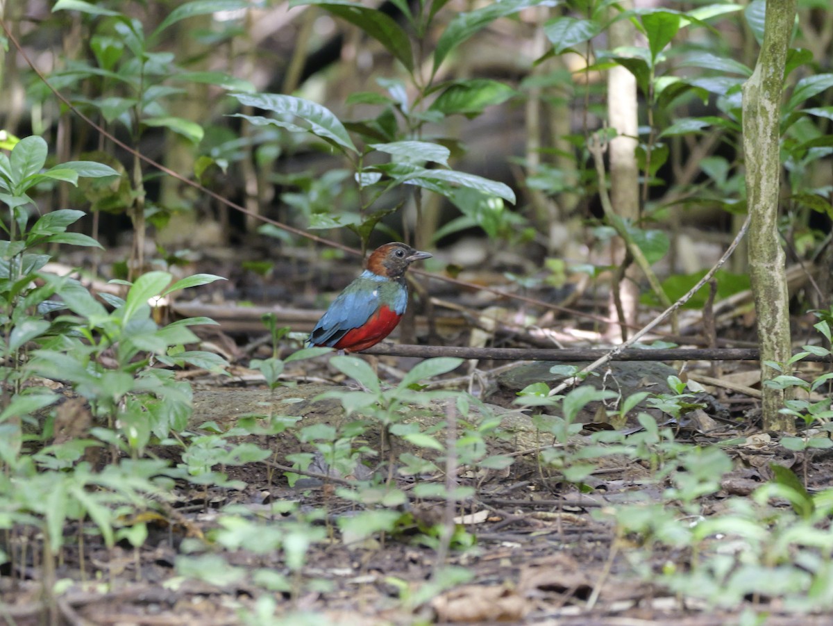 Philippine Pitta - ML647168502