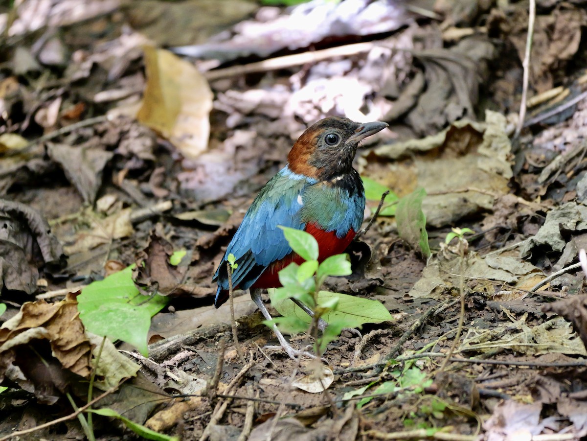 Philippine Pitta - ML647168503