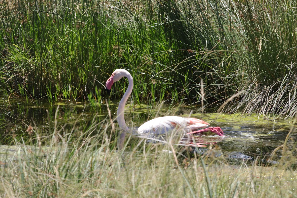 Flamenko handia - ML647168504