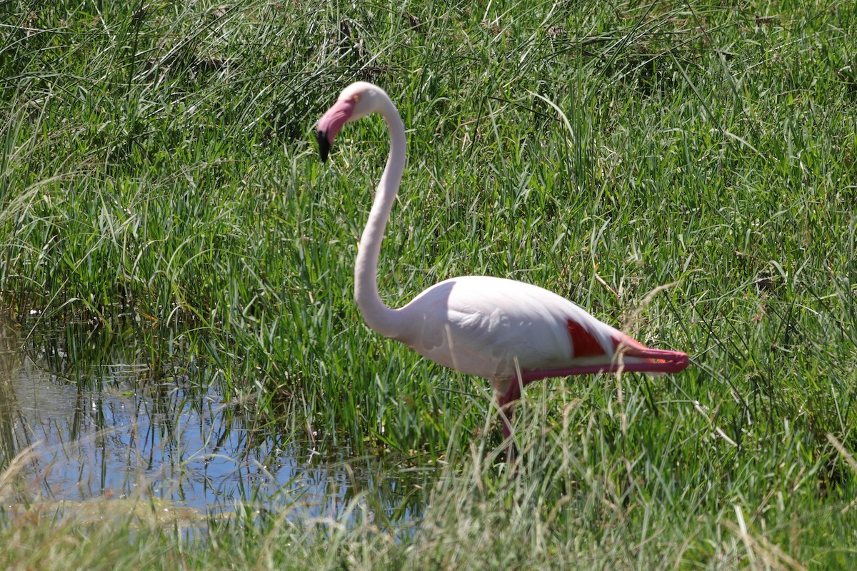 Flamenko handia - ML647168505