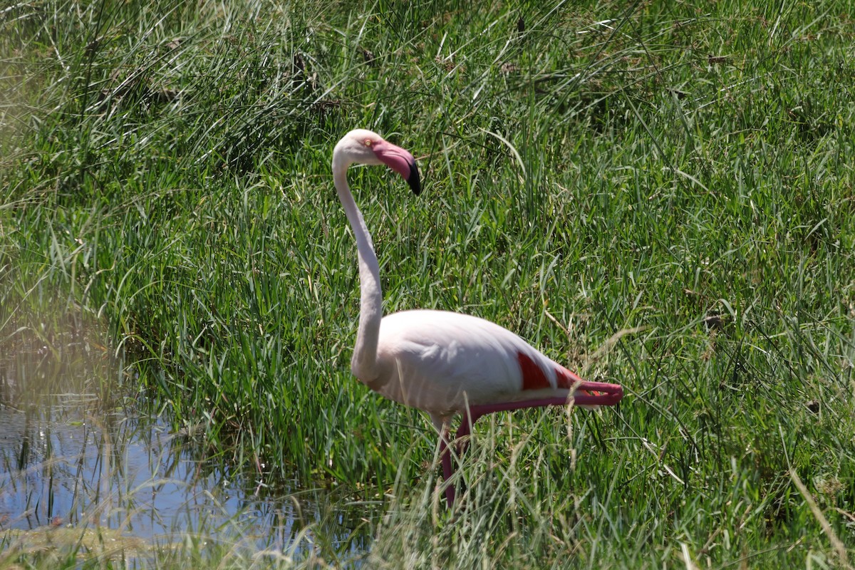 Flamenko handia - ML647168506