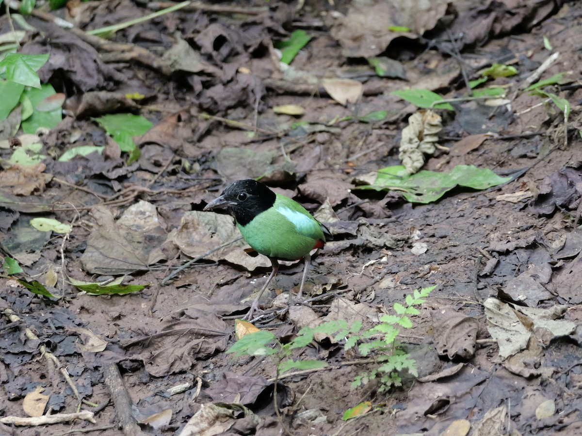 Western Hooded Pitta - ML647168510