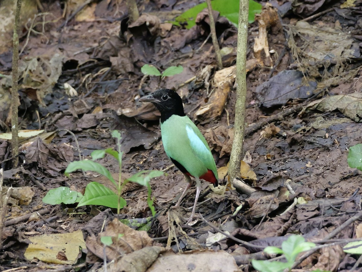 Western Hooded Pitta - ML647168511