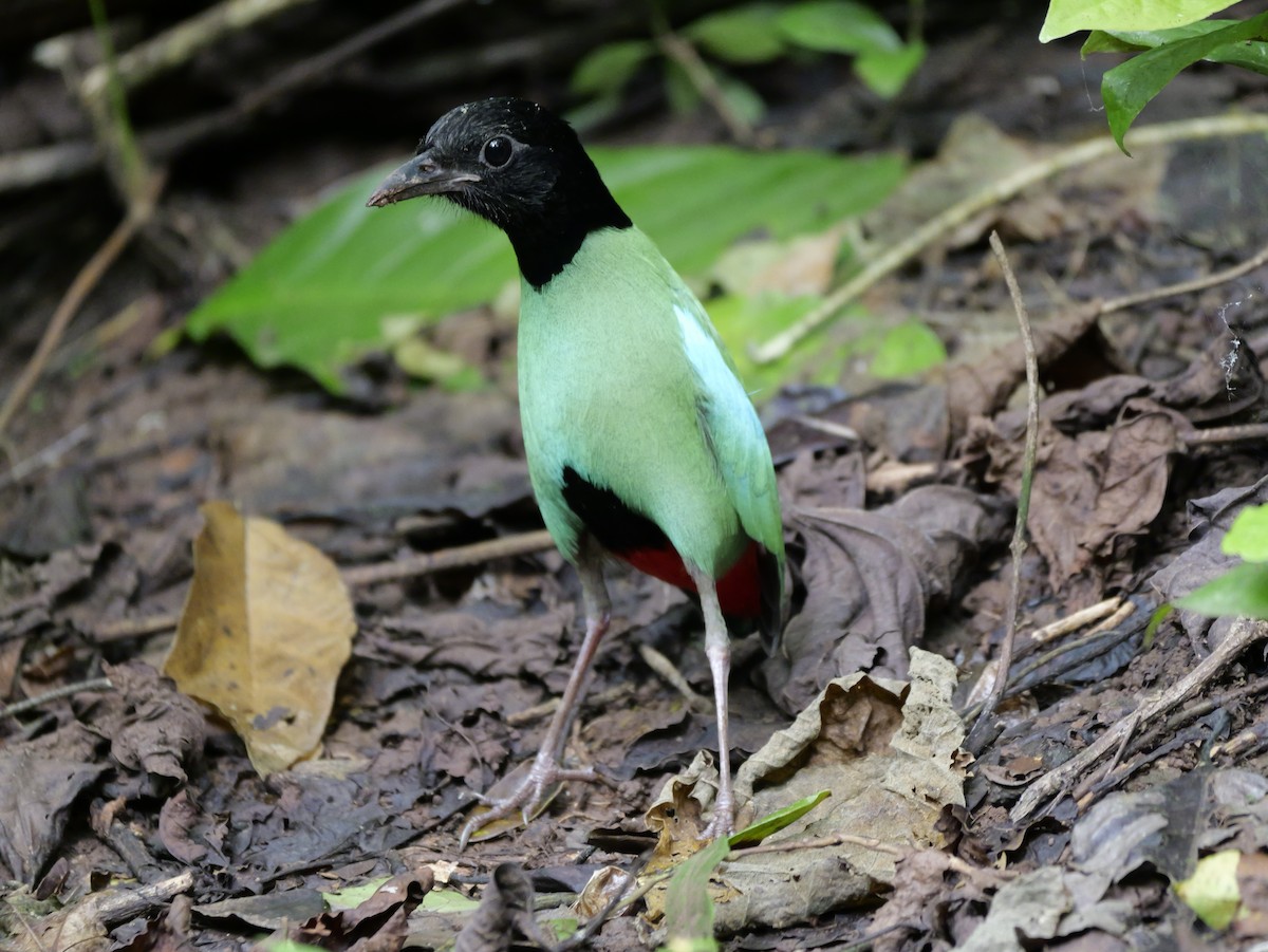 Western Hooded Pitta - ML647168512