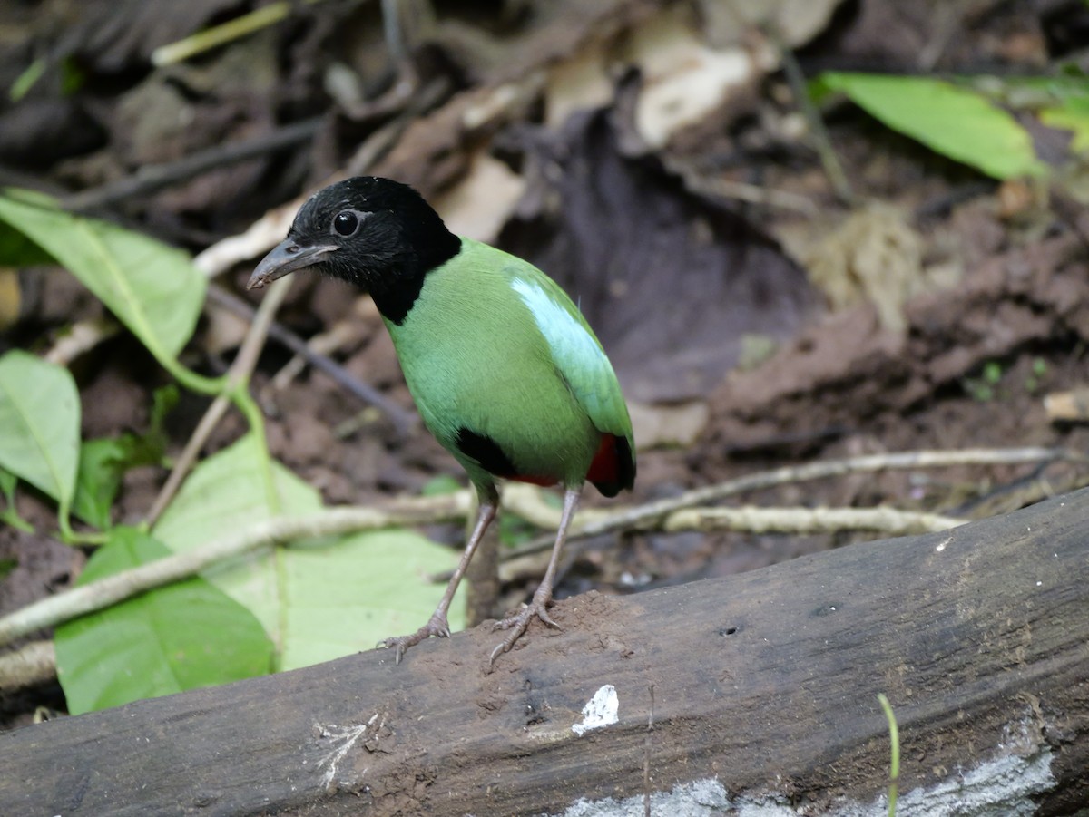 Western Hooded Pitta - ML647168513