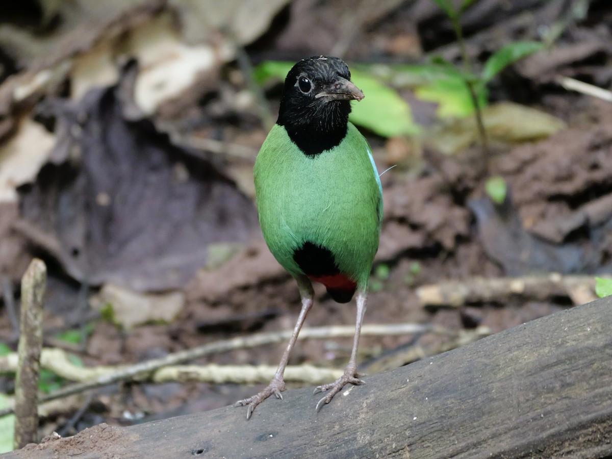 Western Hooded Pitta - ML647168514