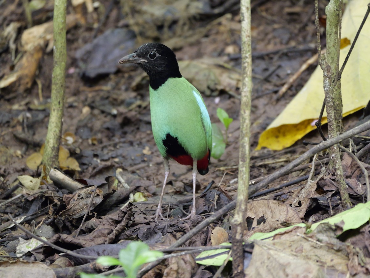 Western Hooded Pitta - ML647168515