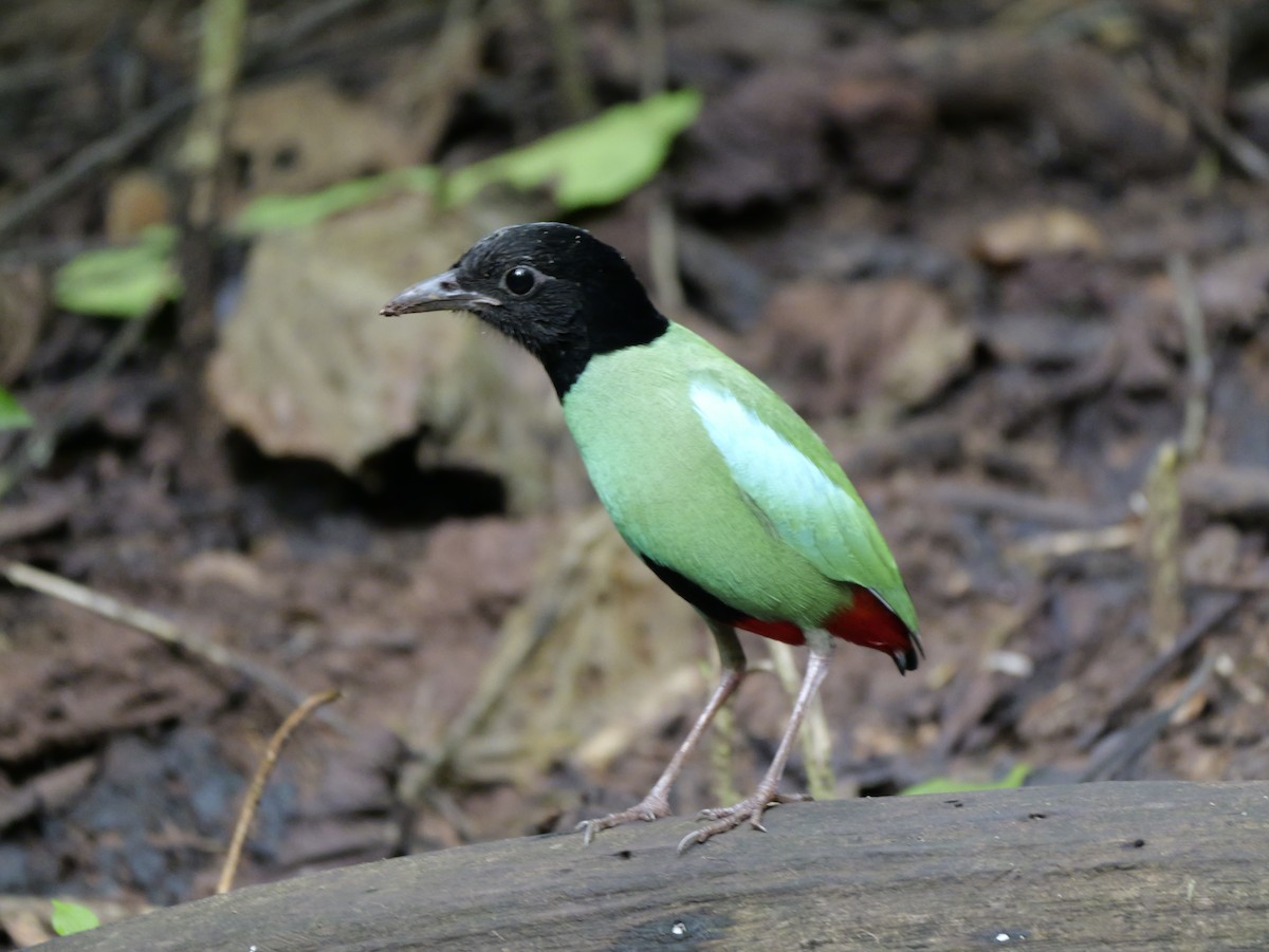 Western Hooded Pitta - ML647168516
