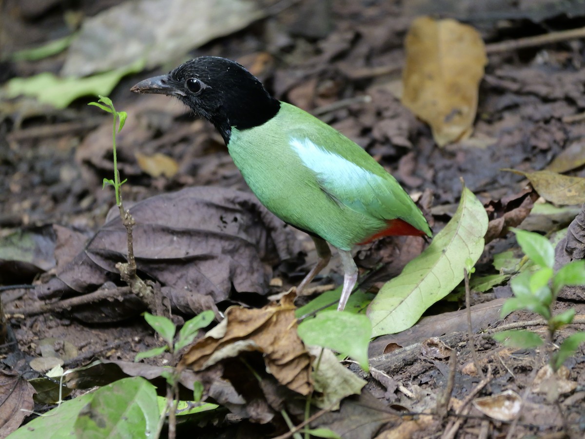 Western Hooded Pitta - ML647168517