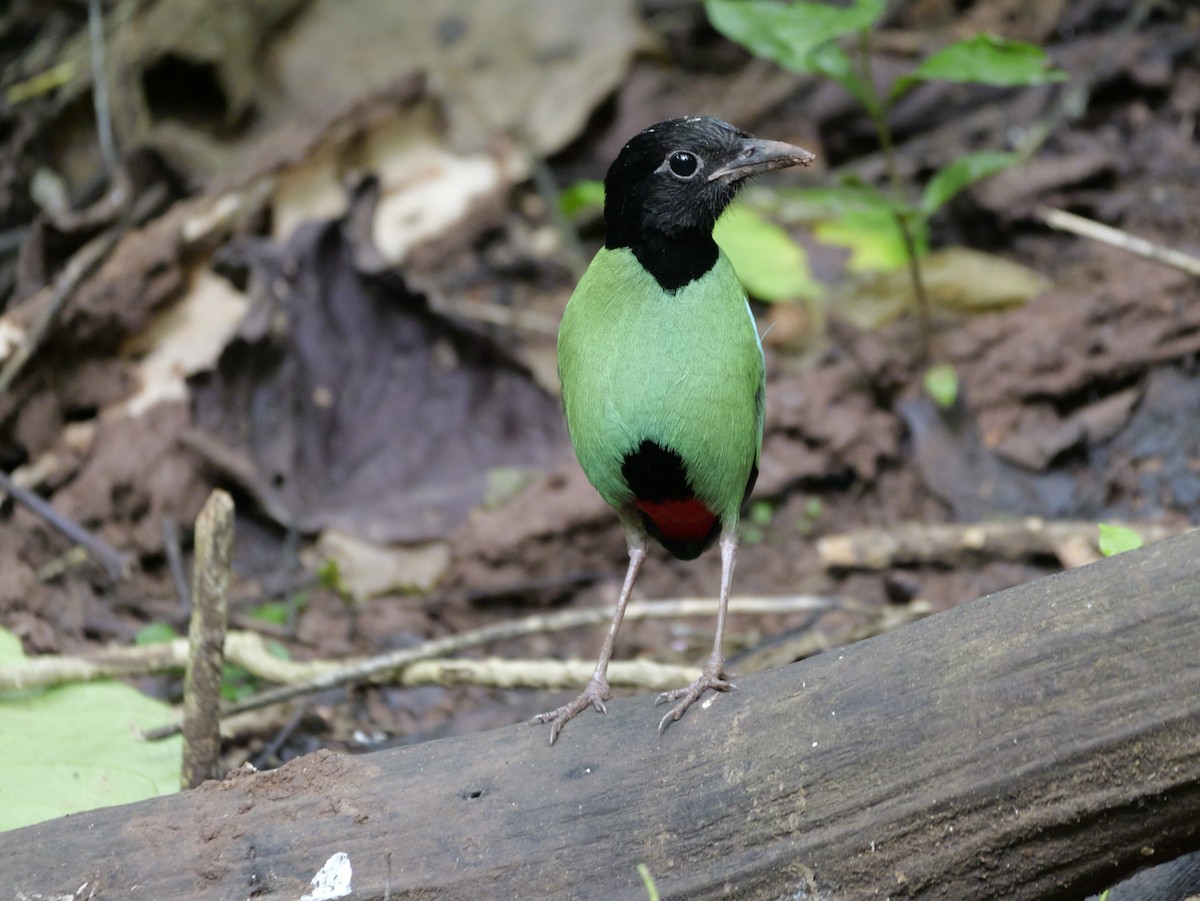 Western Hooded Pitta - ML647168518
