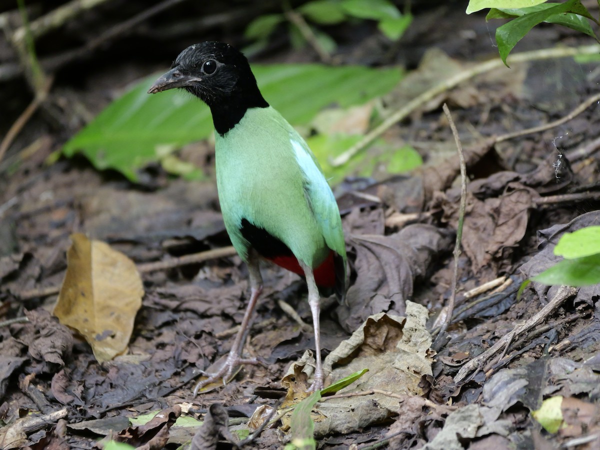 Western Hooded Pitta - ML647168519