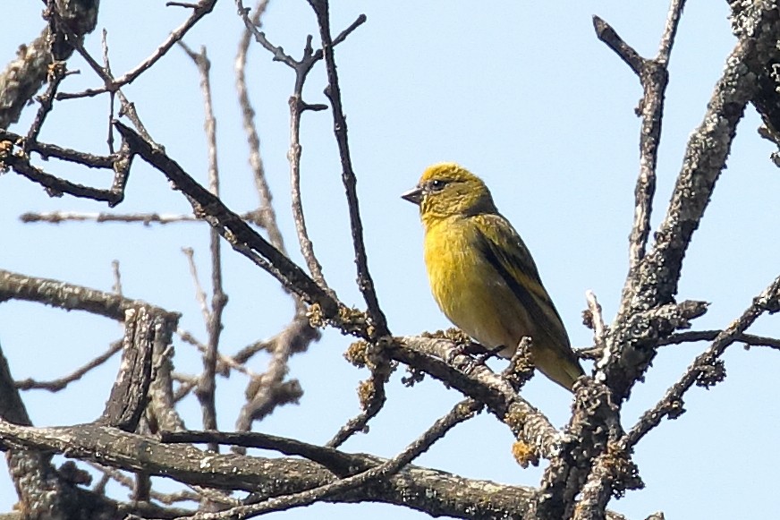 Txirriskila kaskahoria - ML647168520