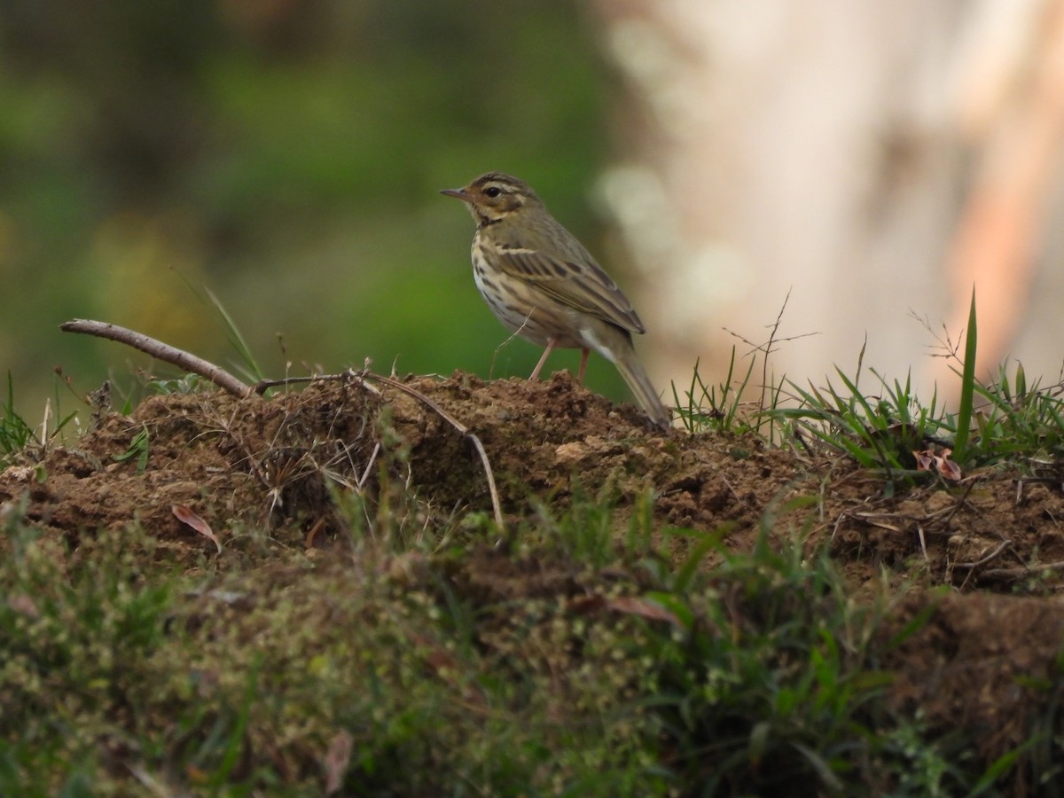 Olive-backed Pipit - ML647168521