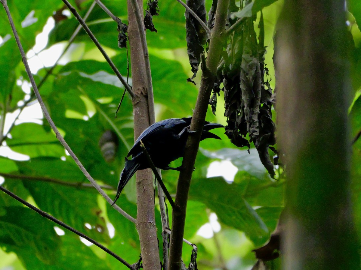 Palawan Drongo - ML647168522